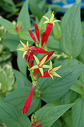 Indian Pink (Spigelia marilandica) at Lakeshore Garden Centres
