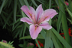Bryce Leigh Iris (Iris 'Bryce Leigh') at Lakeshore Garden Centres