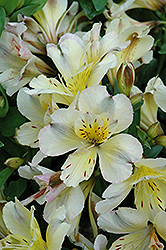 Inticancha Sunlight Alstroemeria (Alstroemeria 'Tessunlight') at Lakeshore Garden Centres