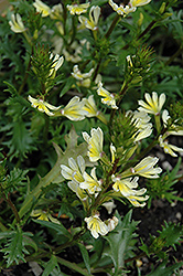 Suntastic Fan Flower (Scaevola aemula 'Suntastic') at Lakeshore Garden Centres