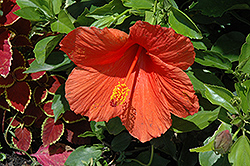 Empire Hibiscus (Hibiscus rosa-sinensis 'Empire') at Lakeshore Garden Centres