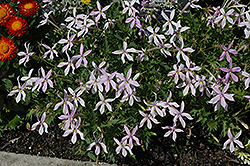 Gemini Pink Laurentia (Isotoma 'Gemini Pink') at Lakeshore Garden Centres