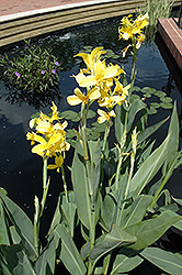 Ra Canna (Canna 'Ra') at Lakeshore Garden Centres