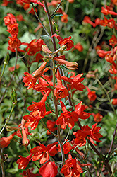 Fox Delphinium (Delphinium nudicaule 'Fox') at Lakeshore Garden Centres