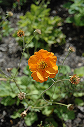 Dolly North Avens (Geum 'Dolly North') at Lakeshore Garden Centres
