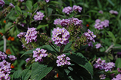 Threeleaf Lantana (Lantana trifolia) at Lakeshore Garden Centres