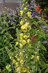 Banana Custard Mullein (Verbascum 'Banana Custard') at Lakeshore Garden Centres