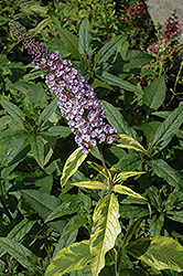 Summer Skies Butterfly Bush (Buddleia 'Summer Skies') at Lakeshore Garden Centres