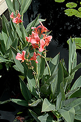 Erebus Canna (Canna 'Erebus') at Lakeshore Garden Centres