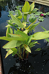 Red Stemmed Thalia (Thalia geniculata 'Ruminoides') at Lakeshore Garden Centres