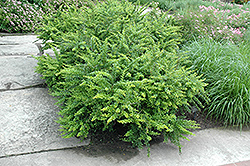 Sparkle Japanese Barberry (Berberis thunbergii 'Sparkle') at Lakeshore Garden Centres