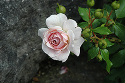 Larissa Rose (Rosa 'KORbaspro') at Lakeshore Garden Centres