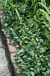 Dart's Blanket Wintercreeper (Euonymus fortunei 'Dart's Blanket') at Lakeshore Garden Centres