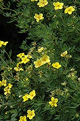 Fredheim Potentilla (Potentilla fruticosa 'Fredheim') at Lakeshore Garden Centres