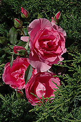 Country Dancer Rose (Rosa 'Country Dancer') at Lakeshore Garden Centres
