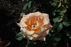 Singin' in the Rain Rose (Rosa 'Singin' in the Rain') at Lakeshore Garden Centres
