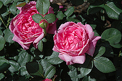 Noble Antony (Rosa 'Noble Antony') at Lakeshore Garden Centres