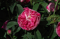 Charles De Mills Rose (Rosa 'Charles De Mills') at Lakeshore Garden Centres
