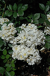 Gourmet Popcorn Rose (Rosa 'Gourmet Popcorn') at Lakeshore Garden Centres