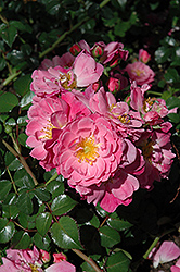 Magic Meidiland Rose (Rosa 'Meibonrib') at Lakeshore Garden Centres