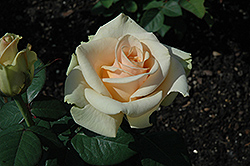 Marilyn Monroe Rose (Rosa 'Marilyn Monroe') at Lakeshore Garden Centres