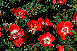 Gizmo Rose (Rosa 'Gizmo') at Lakeshore Garden Centres