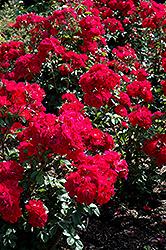 Linda Campbell Rose (Rosa 'Morten') at Lakeshore Garden Centres