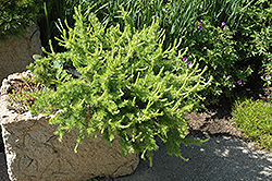 Darling Susie Larch (Larix decidua 'Darling Susie') at Lakeshore Garden Centres