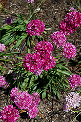 Joystick Lilac Sea Thrift (Armeria pseudarmeria 'Joystick Lilac') at Lakeshore Garden Centres