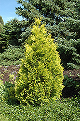 Krakus Arborvitae (Thuja occidentalis 'Krakus') at Lakeshore Garden Centres