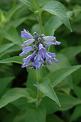 Cool Cat Catmint (Nepeta subsessilis 'Cool Cat') at Lakeshore Garden Centres