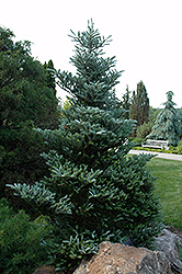 Silver Snow Korean Fir (Abies koreana 'Silver Snow') at Lakeshore Garden Centres