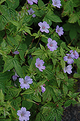 Svelte Lilac Cranesbill (Geranium nodosum 'Svelte Lilac') at Lakeshore Garden Centres