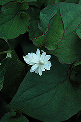 Orange Peel Plant (Houttuynia cordata 'Plena') at Lakeshore Garden Centres