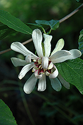 Venus Sweetshrub (Calycanthus 'Venus') at Lakeshore Garden Centres