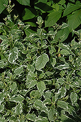 Variegated Bluebeard (Caryopteris divaricata 'Variegata') at Lakeshore Garden Centres
