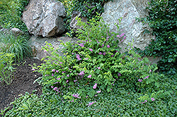 Chinese Indigo (Indigofera kirilowii) at Lakeshore Garden Centres