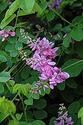 Chinese Indigo (Indigofera kirilowii) at Lakeshore Garden Centres