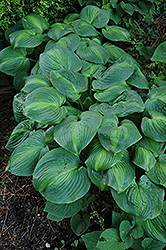 Holy Mole Hosta (Hosta 'Holy Mole') at Lakeshore Garden Centres