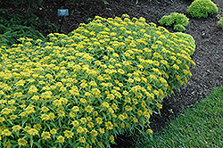Aizoon Stonecrop (Sedum aizoon) at Lakeshore Garden Centres