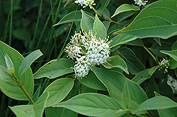 Green Carpet Gray Dogwood (Cornus racemosa 'Green Carpet') at Lakeshore Garden Centres