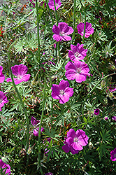 Elsbeth Cranesbill (Geranium sanguineum 'Elsbeth') at Lakeshore Garden Centres