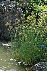 Hardstem Bullrush (Schoenoplectus acutus) at Lakeshore Garden Centres
