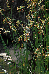 Hardstem Bullrush (Schoenoplectus acutus) at Lakeshore Garden Centres