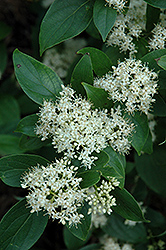Snow Lace Dogwood (Cornus racemosa 'Emerald') at Lakeshore Garden Centres
