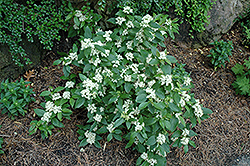 Snow Lace Dogwood (Cornus racemosa 'Emerald') at Lakeshore Garden Centres