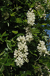 Ivory Tower Wisteria (Wisteria floribunda 'Ivory Tower') at Lakeshore Garden Centres