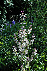 Clary Sage (Salvia sclarea) at Lakeshore Garden Centres