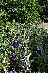 Scotch Thistle (Onopordum acanthium) at Lakeshore Garden Centres
