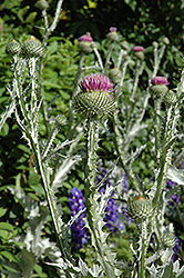Scotch Thistle (Onopordum acanthium) at Lakeshore Garden Centres